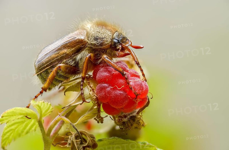 Amphimallon solstitiale, leaf horn beetle, curlew, European June beetle, ribbed curlew, June beetle, small May beetle, scarabaeidae, beetle, coleoptera, insects, beetles, summer chafer