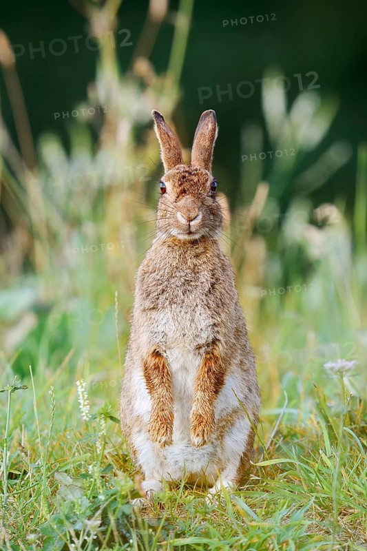 Wild rabbit (Oryctolagus cuniculus) sitting upright in a meadow, North Rhine-Westphalia, Germany
