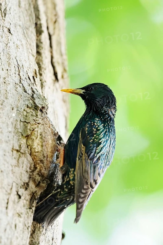 Starling (Sturnus vulgaris) at the breeding den, North Rhine-Westphalia, Germany