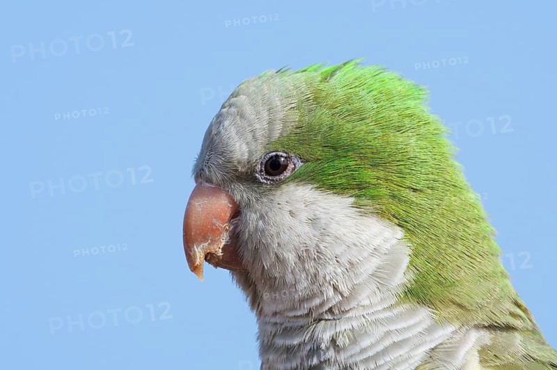 Monk Parakeet (Myiopsitta monachus), portrait, Fuerteventura, Canary Islands, Spain