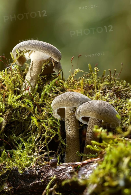 Ciliated stalk porling, fringed polypore, lentinus substrictus, corn stalk porling, polyporus ciliatus, polyporus lepideus, summer stalk porling, fungi, fungus, high size, vertical format, mushrooms