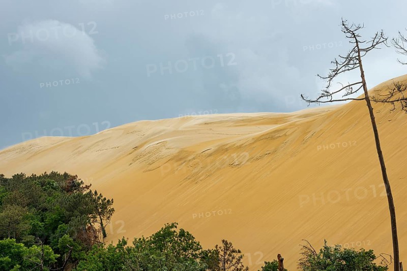 Stormy wind in the forest area on the Dune du Pilat near Arcachon on the Atlantic, France