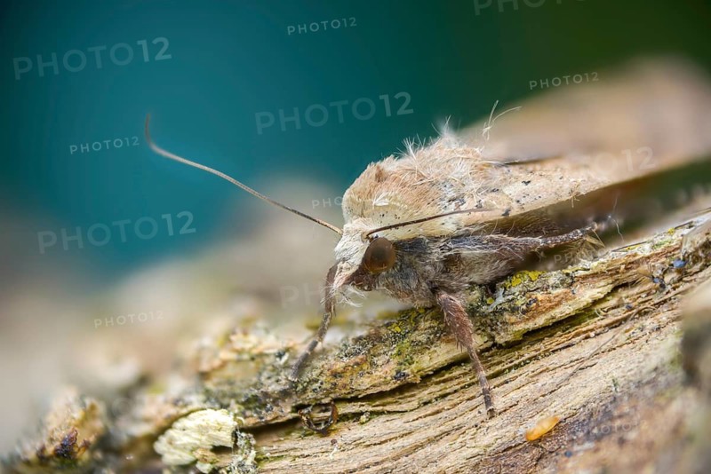 Housemother, large yellow underwing, Noctua pronuba, flew off, insects, moths, moths, butterflies