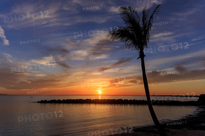 Lanzarote, Canary Islands, Spain, Europe, Playa Blanca, A palm tree in silhouette on a quiet beach during a picturesque sunset
