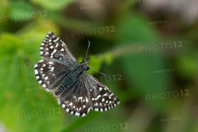 Small cube thighead, Pyrgus Malvae, cube thighead, butterfly, thighead butterfly, grizzled skipper, insects, butterfly, butterflies