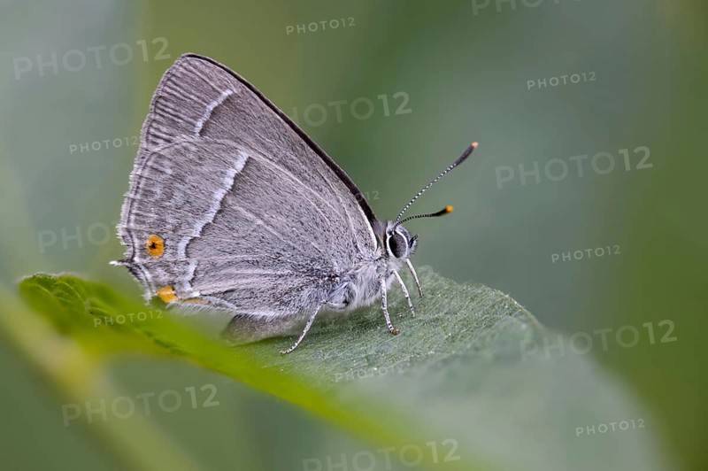 Blue oaktip, oak-pointed wielder, Favonius quercus, Neozephyrus quercus, Quercusia quercus, butterfly, insects, purple hairstreak, butterflies, butterflies, butterflies