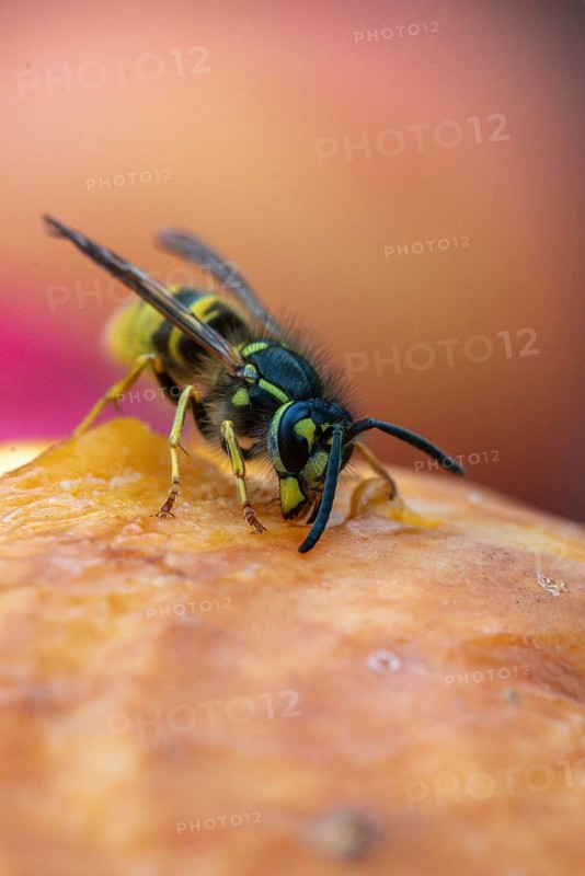 German wasp, real wasp, German wasp, hymenoptera, short-headed wasps, vespula germanica, on apple, on food, on fruit, apple, wrinkle wasps, high size, portrait format, insects, fruit, wasp, wasp