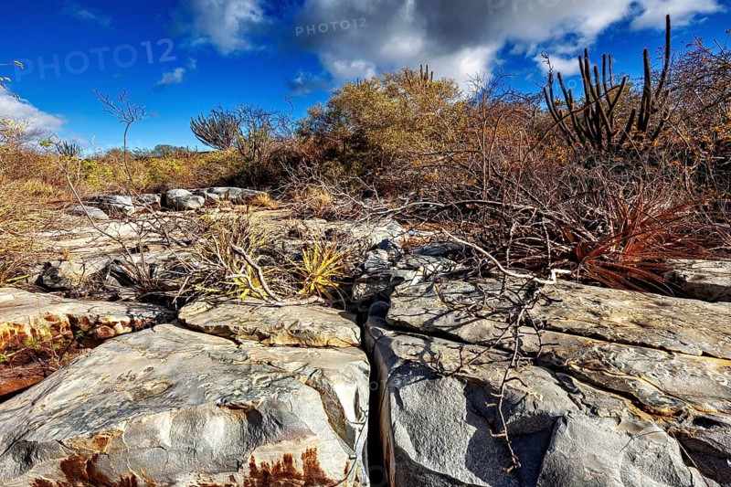 Rocky landscape with cacti and dry vegetation under a blue sky, the thornshrub savanna in the Caatinga countryside in the federal states of Pernambuco and Bahia in Brazil