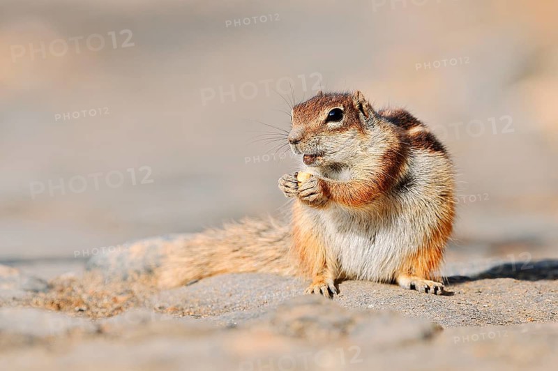 Atlas squirrel or North African bristle squirrel (Atlantoxerus getulus) sitting on a rock and eating, Fuerteventura, Canary Islands, Spain