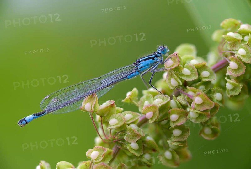 Blue-tailed damselfly, large unlucky dragonfly, ischnura elegans, damselflies, dragonflies, insects, dragonflies, odonata, zygoptera