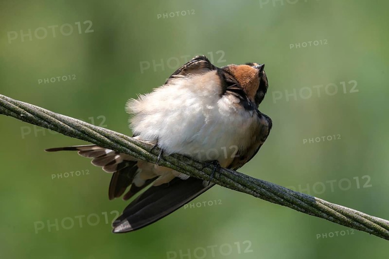 Defensive behavior, Hirundo rustica, parasite defense, barn swallow, birds, passeri, swallows, songbirds, birds