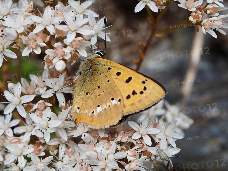 A yellow butterfly with dark spots, the Duke of Burgundy (Lycaena virgaureae), resting on white flowers, Goms, Canton of Valais, Switzerland