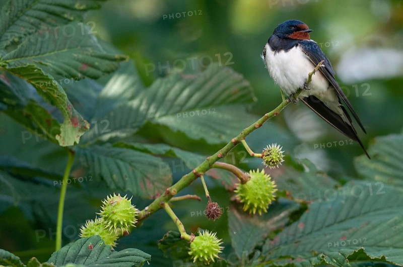 Hirundo rustica, house martin, swallow, birds, passeri, swallows, songbirds, songbirds, birds