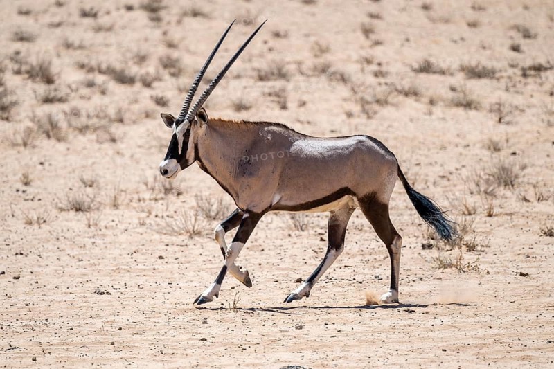 Running gemsbok or oryx (Oryx gazella), Kalahari Desert, Kgalagadi Transfrontier Park, South Africa
