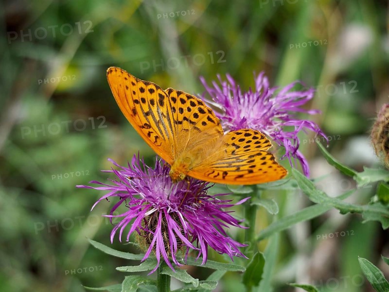 An orange-coloured Emperor moth (Argynnis paphia) perched on a purple flower amidst greenery, Goms, Canton of Valais, Switzerland
