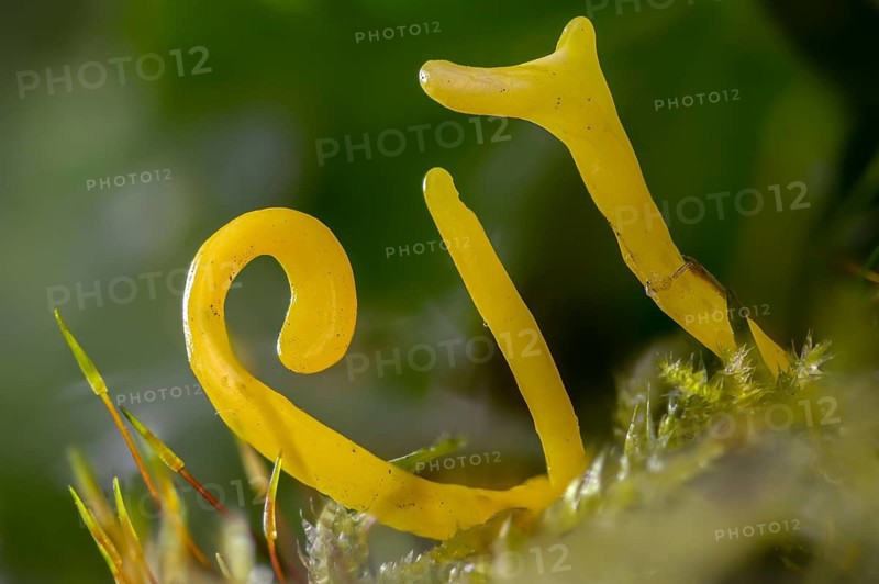 Clavulinopsis helvola, yellow moss leg, golden yellow meadow leg, golden yellow meadow coral, Ramariopsis helvola, meadow leg, yellow club fungus, yellow spindle, fungi, fungus, mushrooms