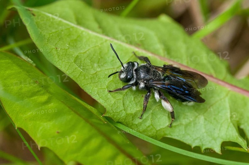 Andrena agilissima, apidae, bees, blue iridescent earth bee, blue iridescent sand bee, blue-black sand bee, hymenoptera, sand bee, mustard-blue iridescent sand bee, violet-winged mining bee, insects, wild bees