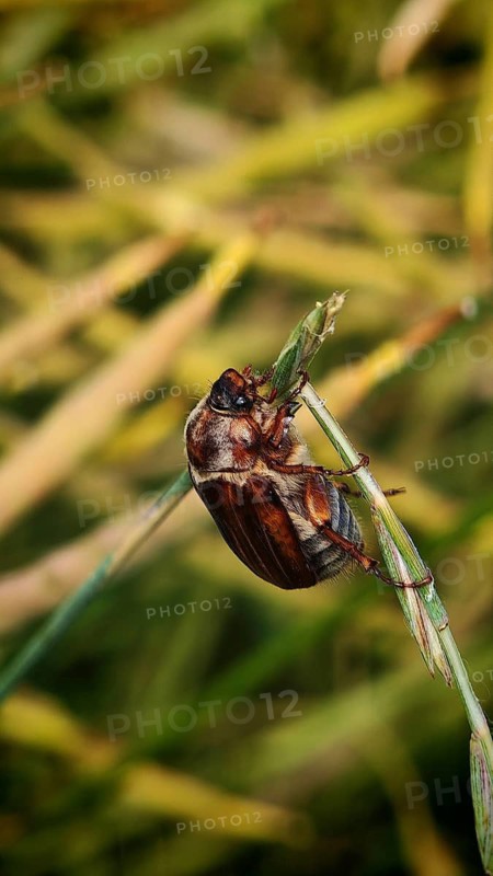 Close-up of a forest cockchafer (Melolontha hippocastani) resting on a blade of grass, Fichtelgebirge nature park Park, Upper Franconia