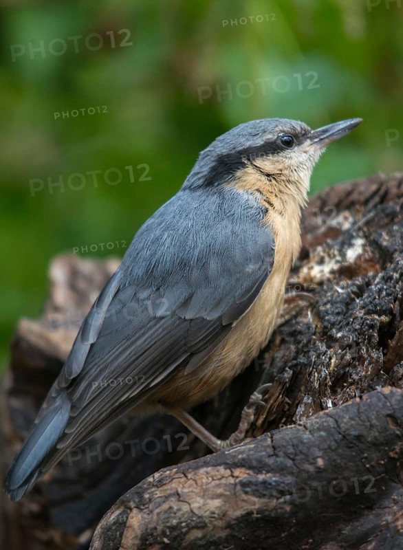 Nuthatch, Sitta Europaea, Birds, Growing, High Size, Portrait, Young Animal, Juvenile, Passeri, Songbirds, Birds