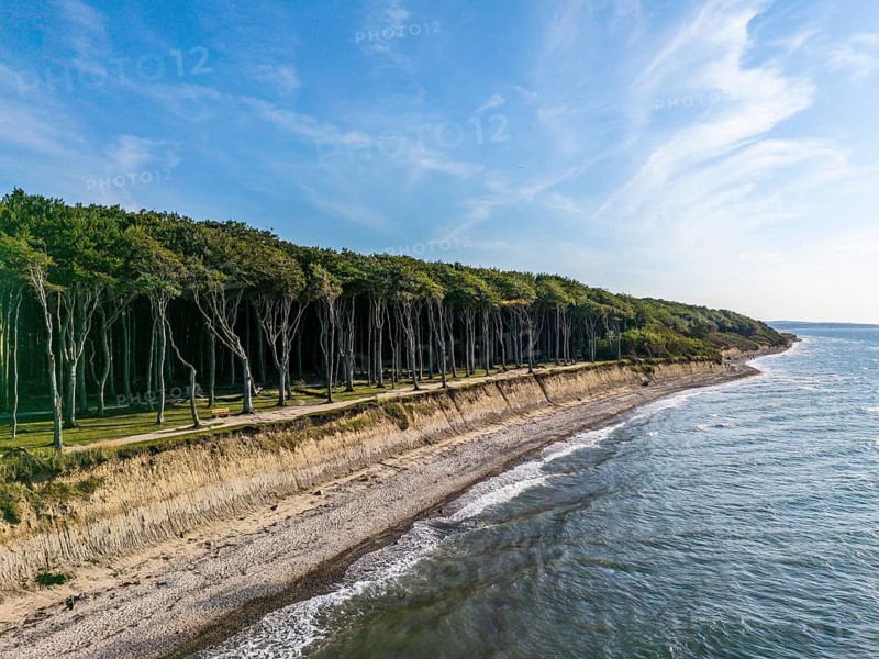 Ghost forest seen from the sea, Nienhagen, Germany