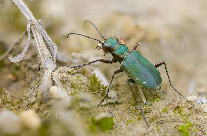 Acari, arachnida, carabidae, cicindela campestris, field sandground beetle, field sandstrider, mite, sandground beetle, arachnids, arthropods, coleoptera, arthropods, green tiger beetle, insects, beetles, ground beetles