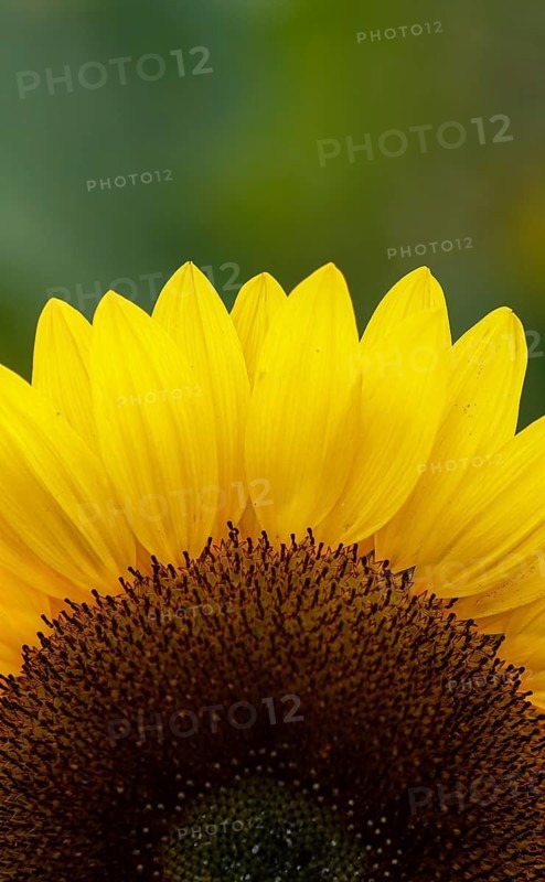 Close-up of the upper yellow petals of a sunflower against a neutral background, sunflowers (Helianthus annuus), Germany