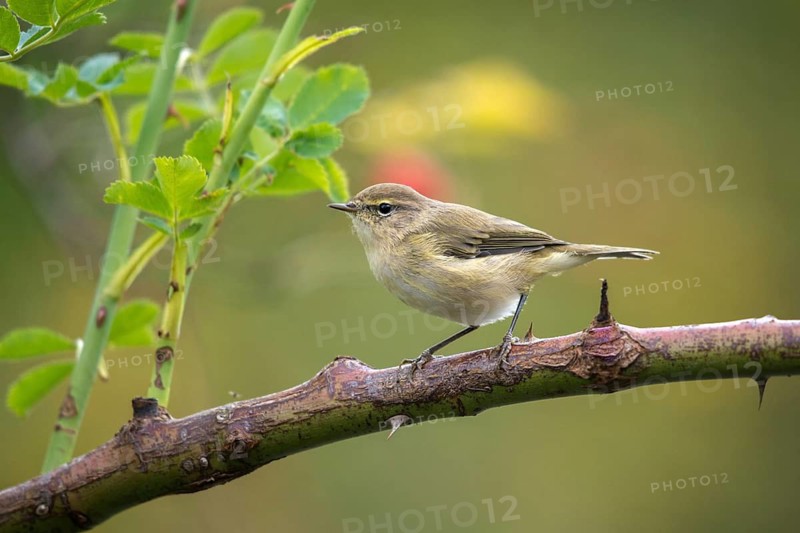 Willow Warbler leaf warbler, phylloscopus trochilus, willow warbler, birds, passeri, songbirds, birds