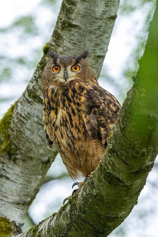 An eagle owl with watchful eyes perches elegantly on a branch in the forest, an eagle owl (Bubo bubo) sits alertly on a tree trunk at the edge of the forest, in the Bohemian Forest, Czech Republic