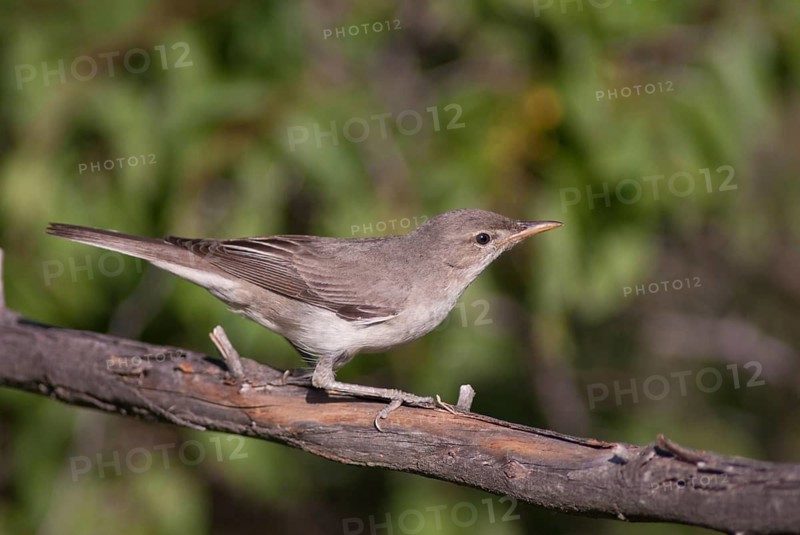 Pale mockers, Hippolais pallida, iduna pallida, olivaceous warbler, birds, Bulgaria, passeri, songbirds, birds