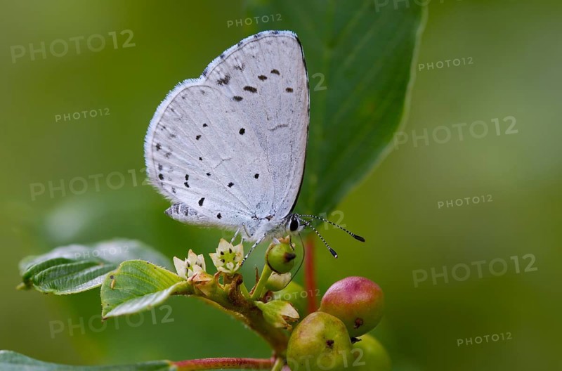 Celastrina argiolus, buckthorn blue, butterfly, insects, butterflies, butterflies, butterflies
