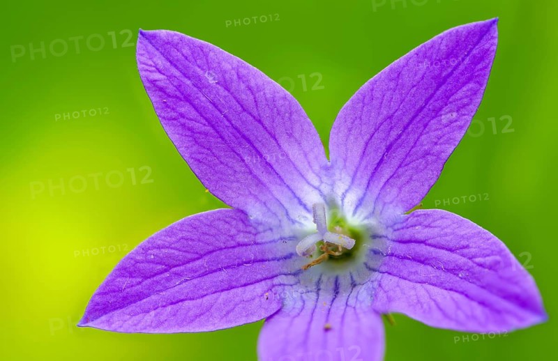 Campanula patula, campanulaceae, bellflower, meadow bell, flora, plants, plants, spreading bellflower