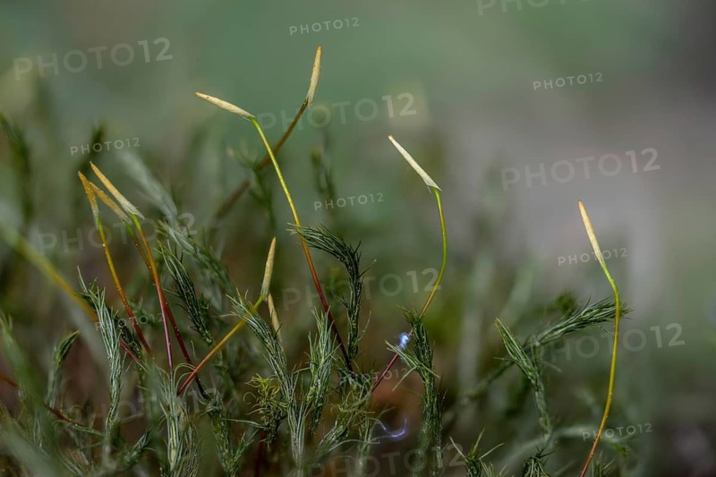 Women's hair moss, polytrichastrum formosum, polytrichum formosum, beautiful woman's hair moss, withertone moss, bank haircap moss, flora, moss, plants, plants