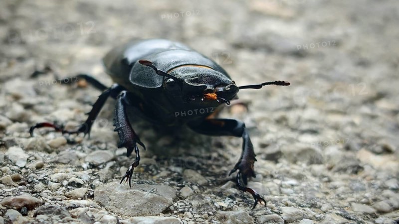 Ground-level view: a close-up of a female stag beetle (Lucanus cervus) on stony ground, Slunj, Croatia