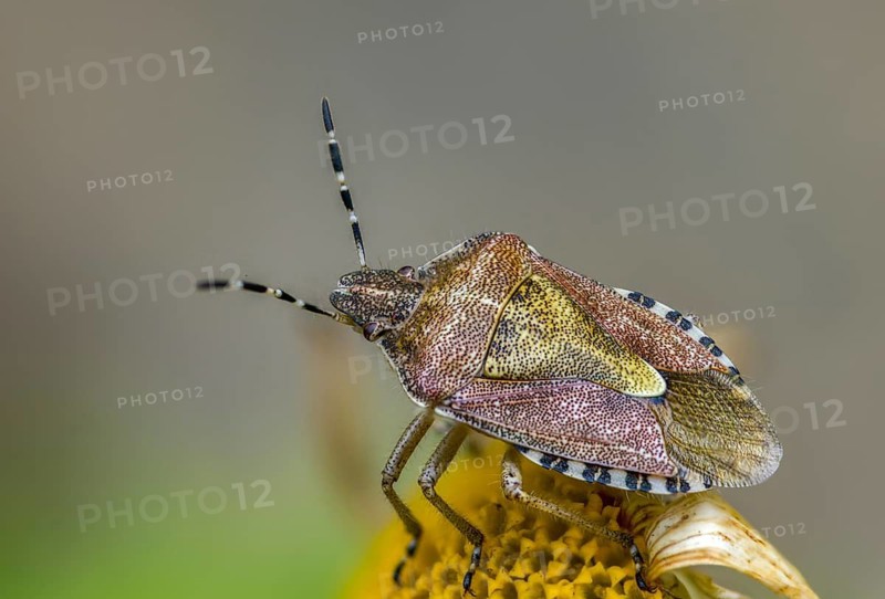 Berry bug, Dolycoris baccarum, hairy shield bug, heteroptera, sloe bug, insects, bugs