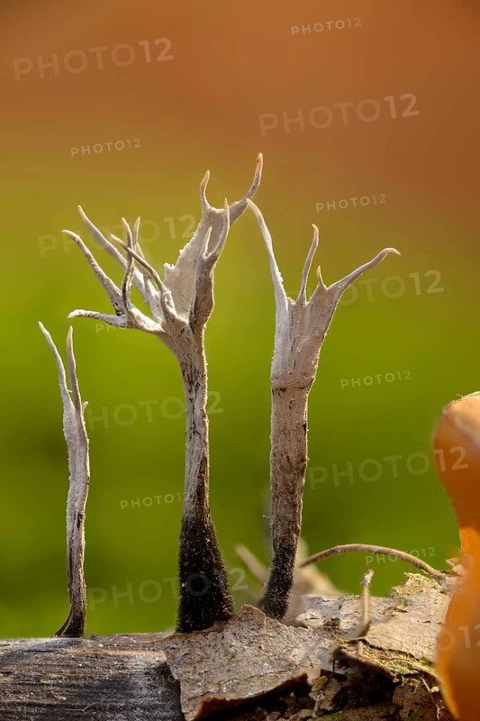 Antler-shaped wooden club, wooden club, xylaria hypoxylon, candlesnuff fungus, candlestick fungus, carbon antlers, fungi, fungus, high size, portrait format, mushrooms, Stag's horn fungus