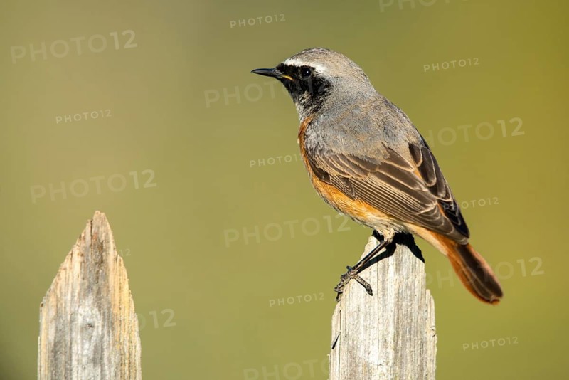 Garden redtail, Phoenicurus phoenicurus, redstart, birds, garden fence, garden birds, garden fence, passeri, songbirds, birds