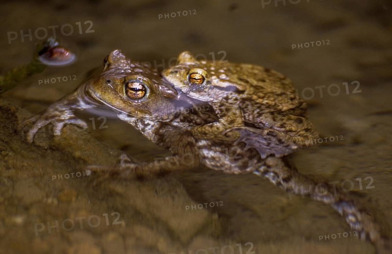 Bufo bufo, common toad, toad, amphibians, amphibians, amphibians, amphibians, mating, mating