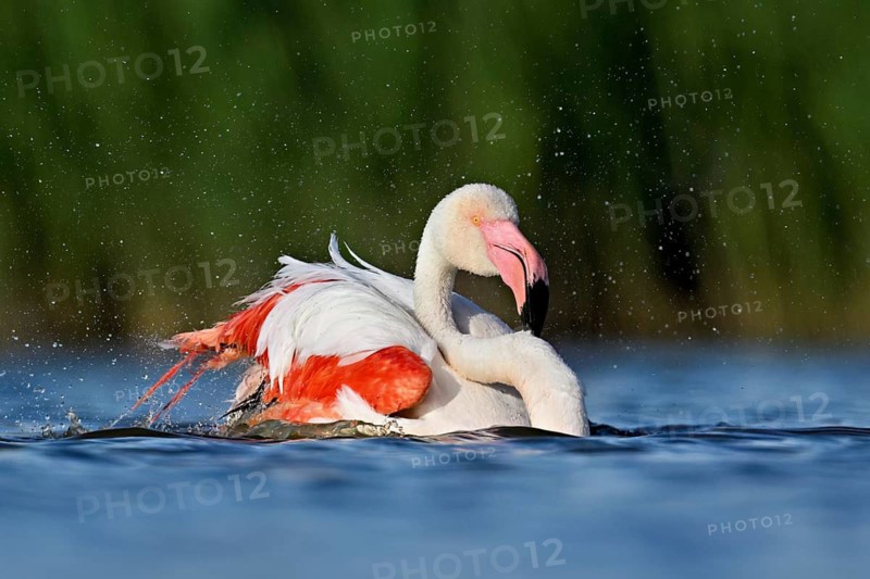 A greater flamingo (Phoenicopterus roseus) bathing in a pond, Camargue Regional Nature Park, southern France