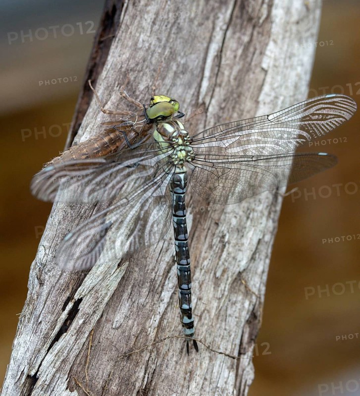 Aeshna cyanea, blue-green mosaic maiden, southern hawker, anisoptera, dragonflies, exuvia, high size, portrait format, imago, insects, dragonflies, odonata, hatch, hatch