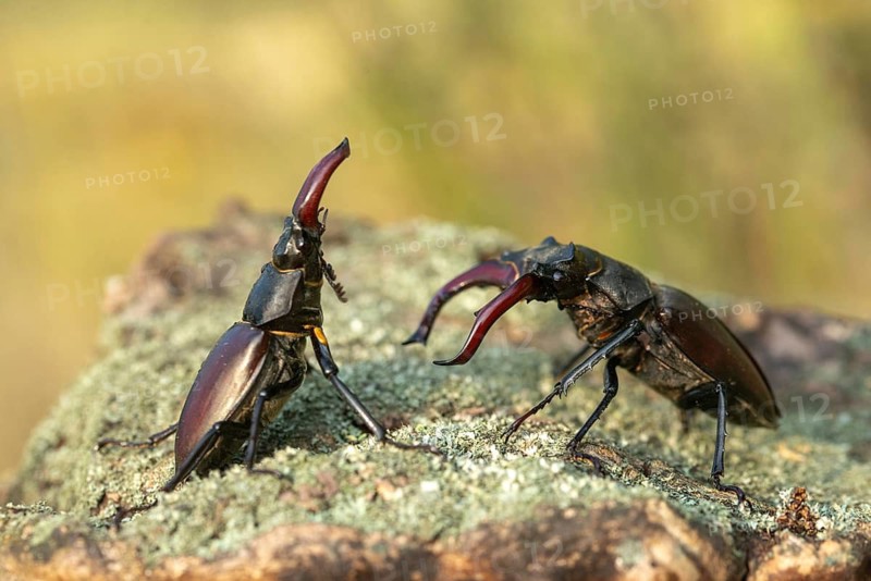 Thundergugi, firecracker, stag beetle, hornschröter, Lucanus cervus, Schröter, Beetle, Coleoptera, fight, insects, fight, beetle, male, stag beetle