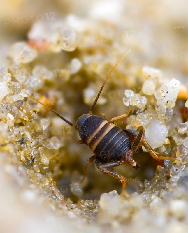 Ant crickets, common ant cricket, myrmecophila acervorum, crickets, grasshoppers, high size, portrait format, insects, insects