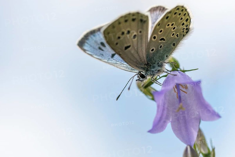 Ant blue, glaucopsyche arion, large blue, maculinea arion, phengaris arion, quendel ant blue, thyme ant blue, butterfly, insects, butterfly, butterflies, butterflies
