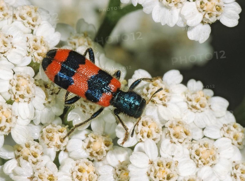Bee beetle, bee wolf, common bee beetle, immense beetle, immense wolf, trichodes apiarius, beetle, coleoptera, insects, beetles, leo