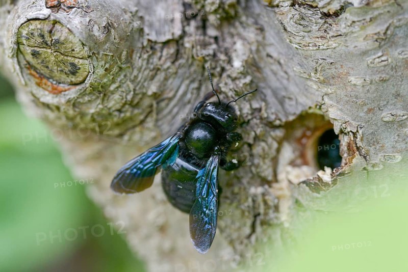 Apidae, bees, blue wood bee, large wood bee, hymenoptera, violet-winged wood bee, xylocopa violacea, brood cave, insects, nest building, nesting cave, violet carpenter bee