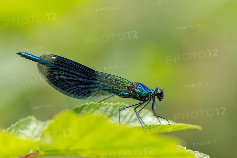 Banded demoiselle, calopteryx splendens, banded dragonfly, damselflies, dragonflies, insects, dragonflies, male, odonata, zygoptera