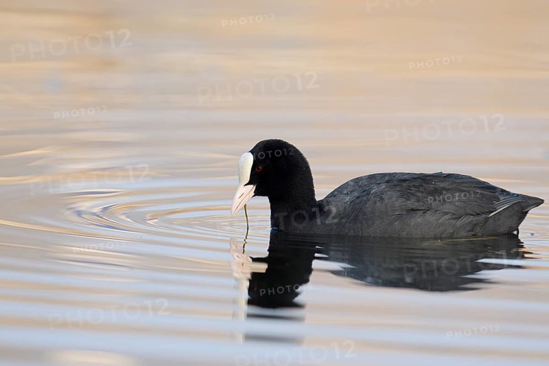 Eurasian Coot or coot rail (Fulica atra) swimming, North Rhine-Westphalia, Germany