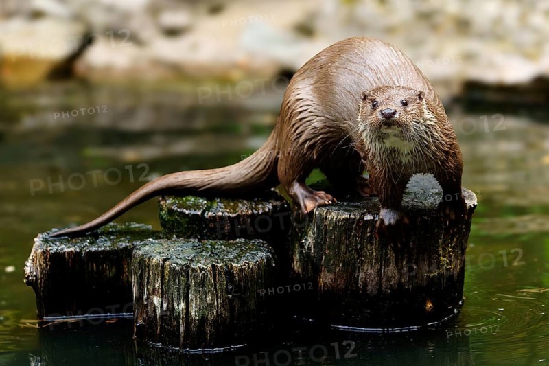 European otter (Lutra lutra), Germany: an otter on wet tree trunks in the water, surrounded by its natural habitat