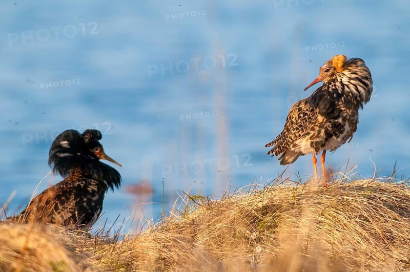 Calidris Pugnax, fighter runner, Norway, Philomachus Pugnax, ruff, varanger, courtship, courtship behavior, birds, charadriiformes, courtship display, limikolen, male, snipe birds, scolopacidae, birds, waders, waders, waders