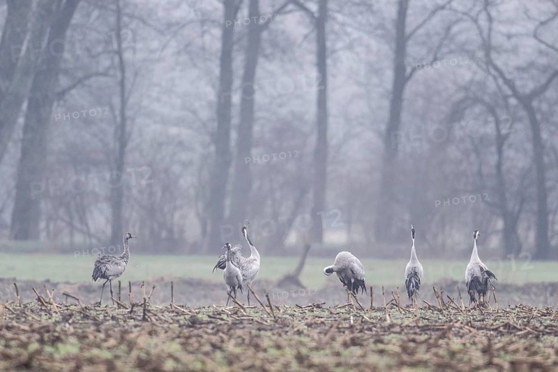Cranes (Grus grus), Fischerhuder Wümmeniederung, Lower Saxony, Germany