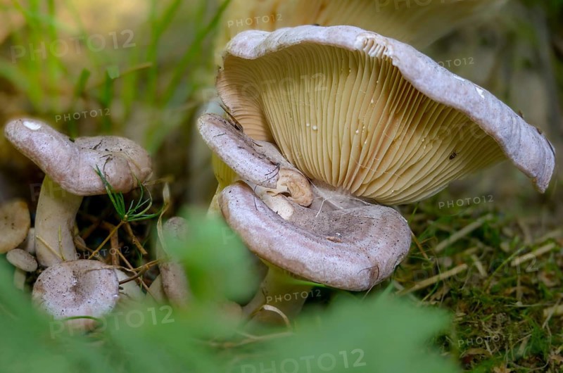 Banded hornbeam milkling, banded milkling, hornbeam milkcap, lactarius circellatus, fungi, fungus, mushrooms